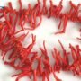 Italian Red Coral 247 ct, 13-Inch Strand, 10-30mm Beads, Authentic High-Quality Coral for Jewelry Making and Collections. Limited quantity!